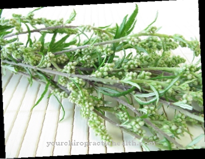 mugwort