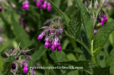 comfrey