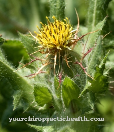 Benedictine herb