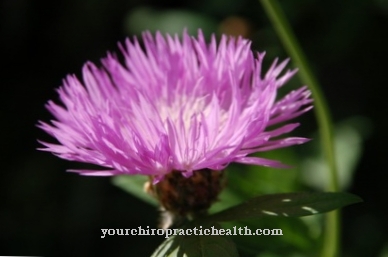 Mountain knapweed