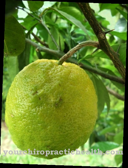 Bergamot