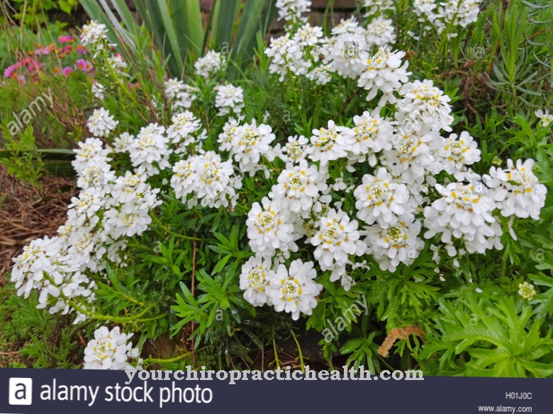 Bitter candytuft