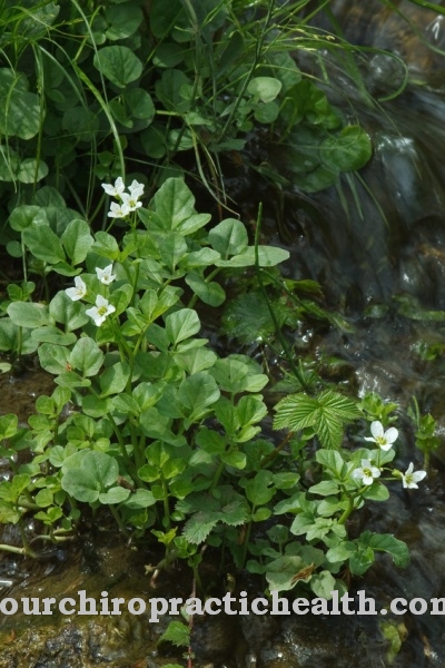 Bitter foam herb