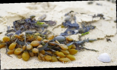 bladderwrack