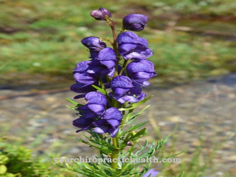 Blue monkshood