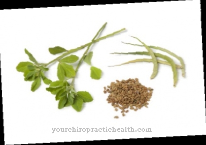 Fenugreek