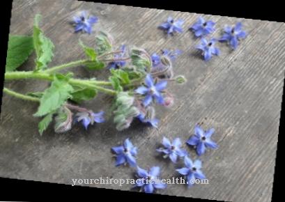 Borage