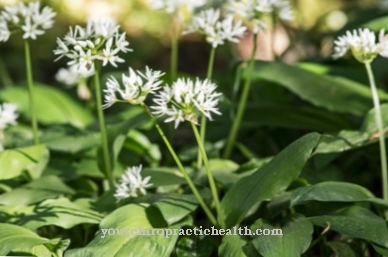 Wild garlic