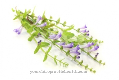 Bearded skullcap