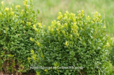 Buxus