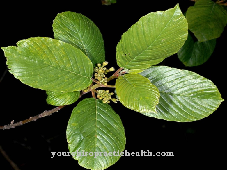 Cascara sagrada