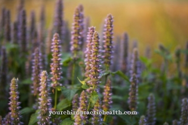 Scented nettle