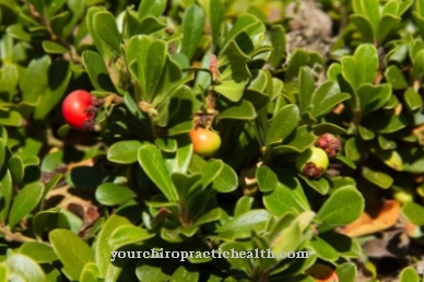 Bearberry asli