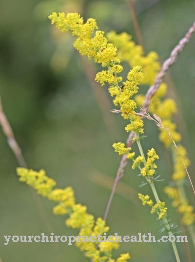 bedstraw จริง