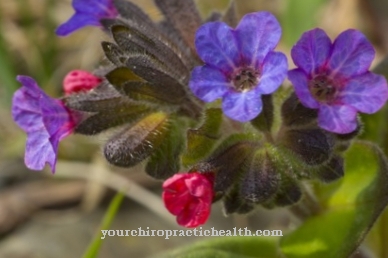 Lungwort sebenar