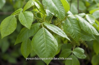 Oak-leaved poison sumac