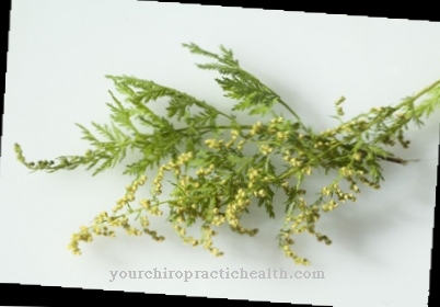 Annual mugwort