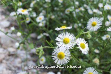 Annual fleabane