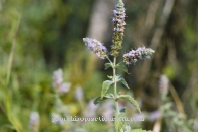 English water mint