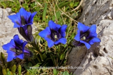 gentian