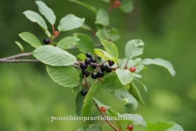 buckthorn