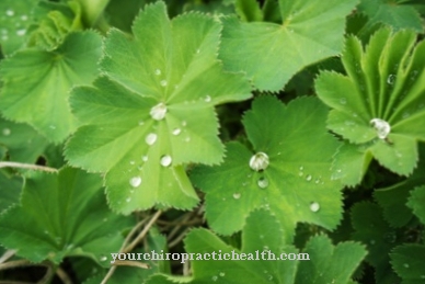 Lady's mantle