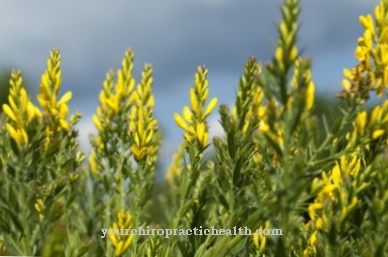 Dyeri gorse