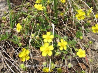 Spring fingerwort