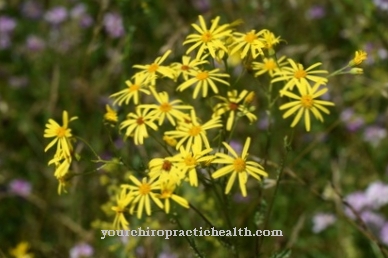 Ragwort