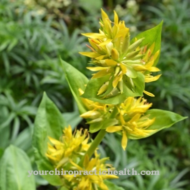 Yellow gentian