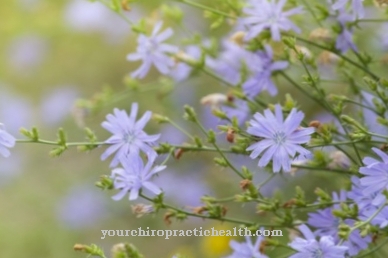 Common chicory