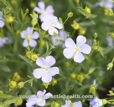 Common flax