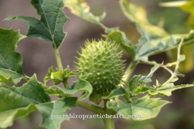 Common thorn apple