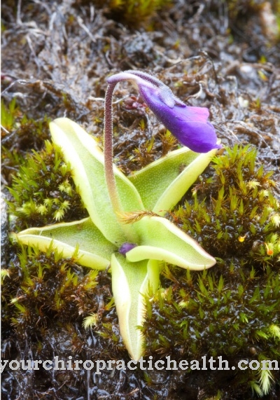 Common butterwort