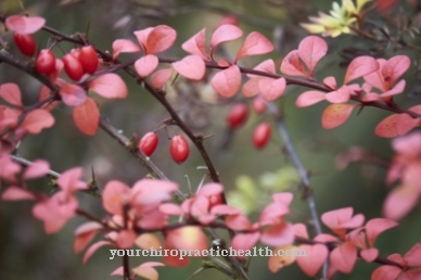 Navadna barberry