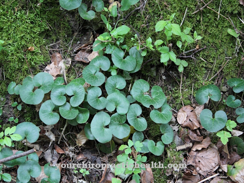 Common hazel root