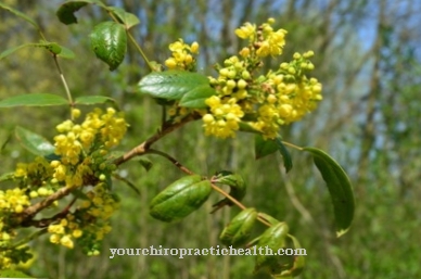 Common Oregon grape