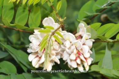 Common black locust