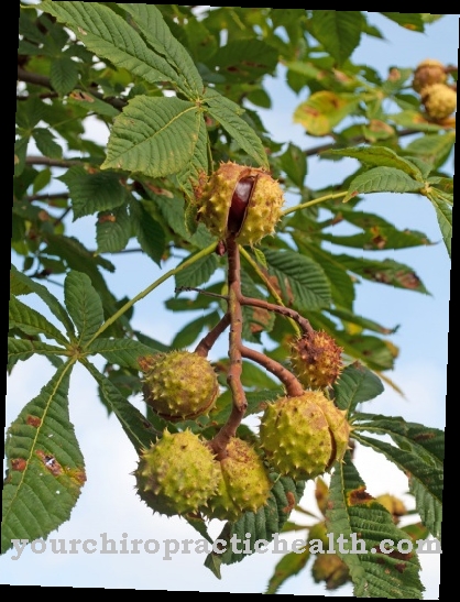 Common horse chestnut