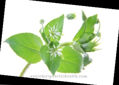 Rong chickweed thông thường