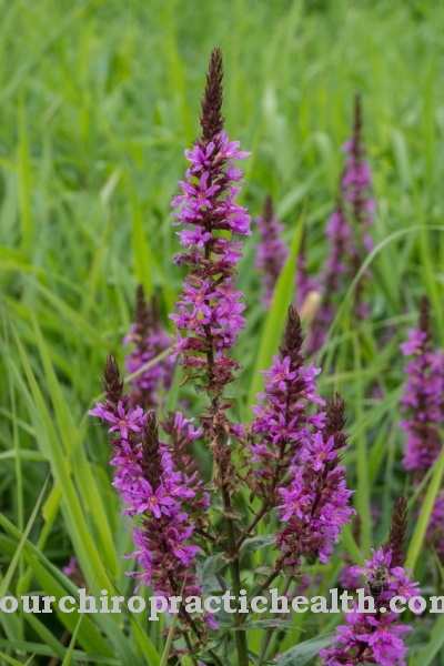 Common loosestrife