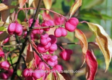 Common spindle bush