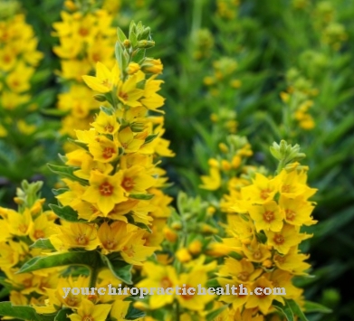 Loosestrife