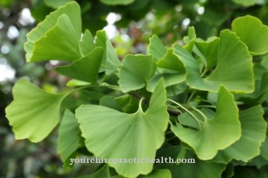 ginkgo