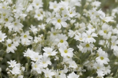 Gypsum herb