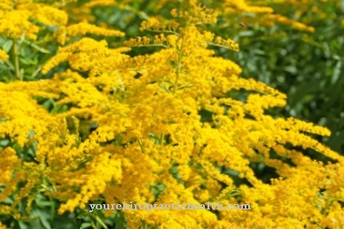 Goldenrods