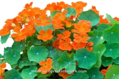 Lieliski nasturtiums