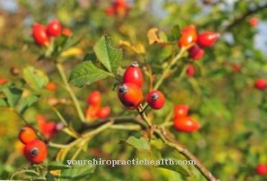 rose hip