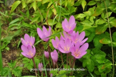 Autumn crocus