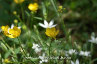 Cinquefoil tinggi